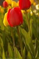 tulipa_2008-5-1.jpg