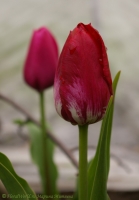 Имя файла=tulipa_2008-6-3.jpg
Размер файла=100КБ
Размеры=626x900
Дата=Июль 29, 2008 tulipa_2008-6-3.jpg