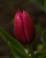 Имя файла=tulipa_2008-6.jpg
Размер файла=95КБ
Размеры=710x900
Дата=Июль 29, 2008 tulipa_2008-6.jpg