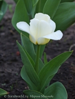 tulipa_alba_1.jpg