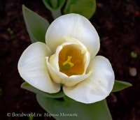 tulipa_alba_2.jpg