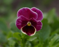 viola_08-3-1.jpg