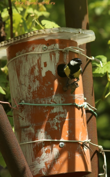 Большая синица - Parus major
Ключевые слова: Большая синица Parus major