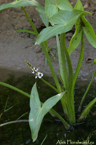 Цветет Стрелолист обыкновенный (Sagittaria sagittifolia)
Ключевые слова: Стрелолист обыкновенный Sagittaria sagittifolia