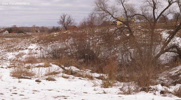 2014_Feb_Pan885.jpg