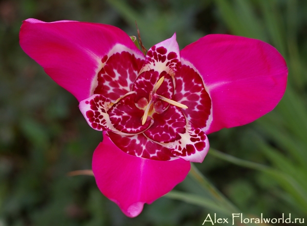 Тигридия павлинья (Tigridia pavonia)
Ключевые слова: тигридия павлинья Tigridia pavonia
