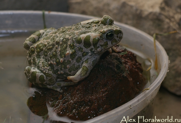 Зеленая жабка (Bufo viridis)
Ключевые слова: Зеленая жаба Bufo viridis