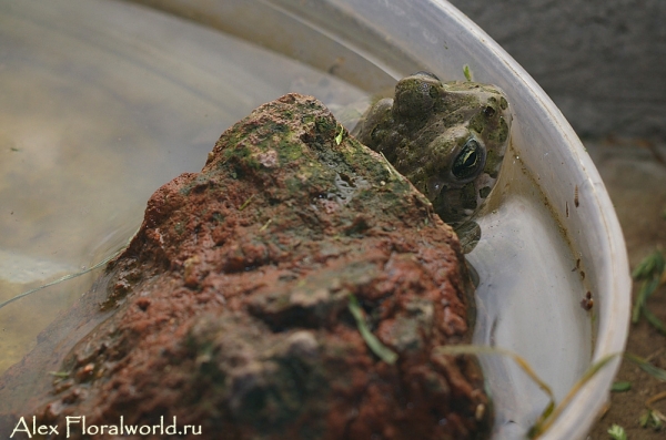 Зеленая жабка (Bufo viridis)
Ключевые слова: Зеленая жаба Bufo viridis