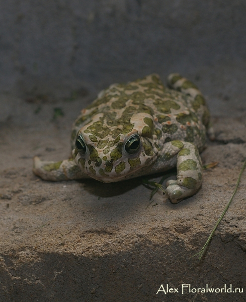 Зеленая жабка (Bufo viridis)
Ключевые слова: Зеленая жаба Bufo viridis
