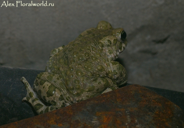 Зеленая жабка (Bufo viridis)
Ключевые слова: Зеленая жаба Bufo viridis