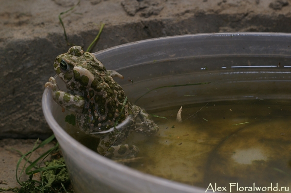 Зеленая жабка (Bufo viridis)
Ключевые слова: Зеленая жаба Bufo viridis