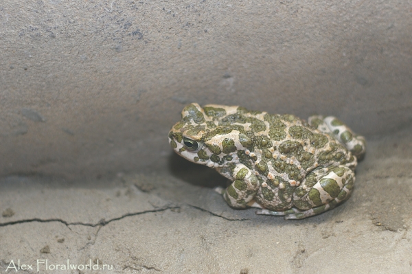 Зеленая жабка (Bufo viridis)
Ключевые слова: Зеленая жаба Bufo viridis