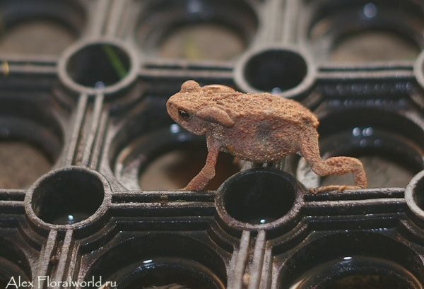 Серая жаба (Bufo Bufo)
Ключевые слова: Серая жаба Bufo Bufo
