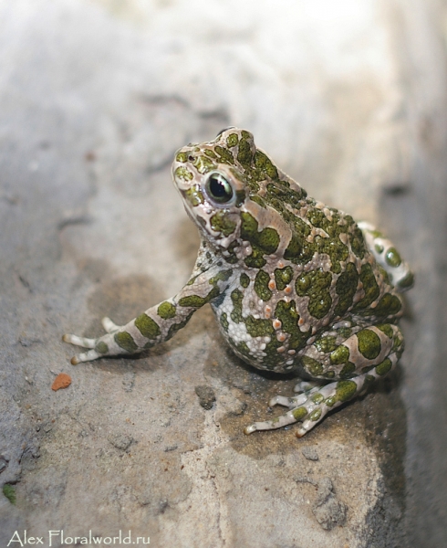 Зеленая жабка (Bufo viridis)
Ключевые слова: Зеленая жаба Bufo viridis