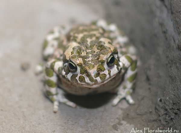 Зеленая жабка (Bufo viridis)
Ключевые слова: Зеленая жаба Bufo viridis