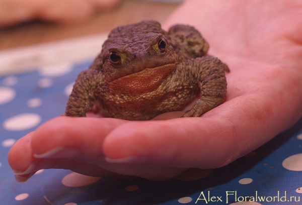 Серая жаба (Bufo Bufo)
Ключевые слова: Серая жаба Bufo Bufo