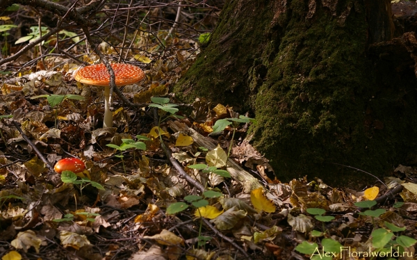 Мухоморы
Ключевые слова: мухоморы фото