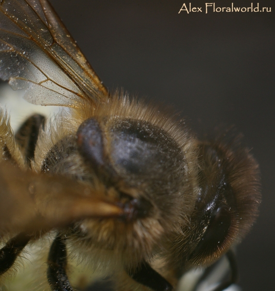 Пчела
Ключевые слова: пчела фото