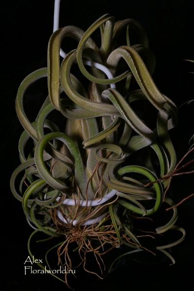 Tillandsia caput-medusae
Ключевые слова: Tillandsia caput-medusae
