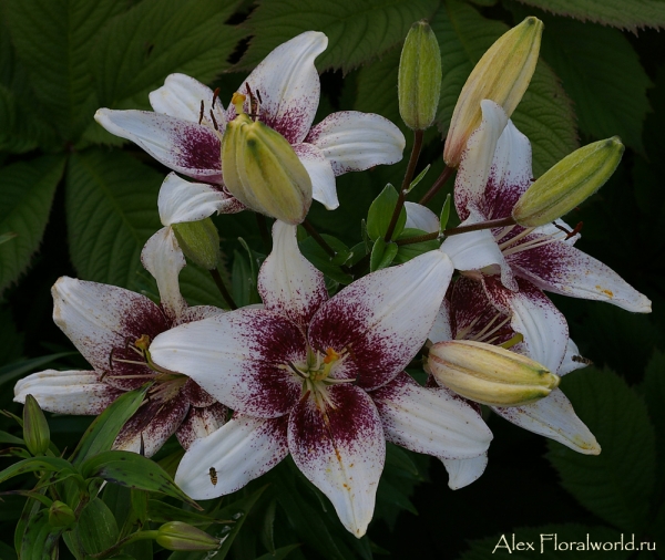 Лилия Lilium Tango Cappuccino
Ключевые слова: Lilium Tango Cappuccino фото