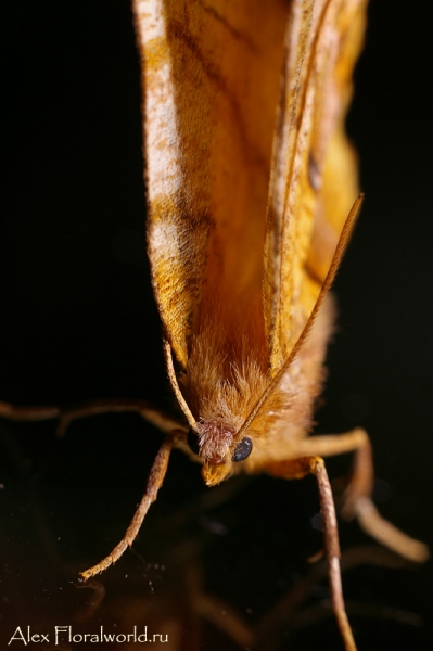 Ночная бабочка Пяденица
Ключевые слова: бабочка фото