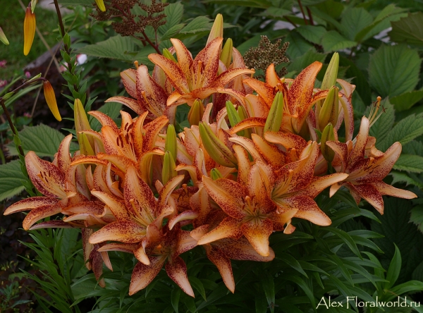 Лилия Lilium Honey Tango
Ключевые слова: Лилия Lilium Honey Tango фото