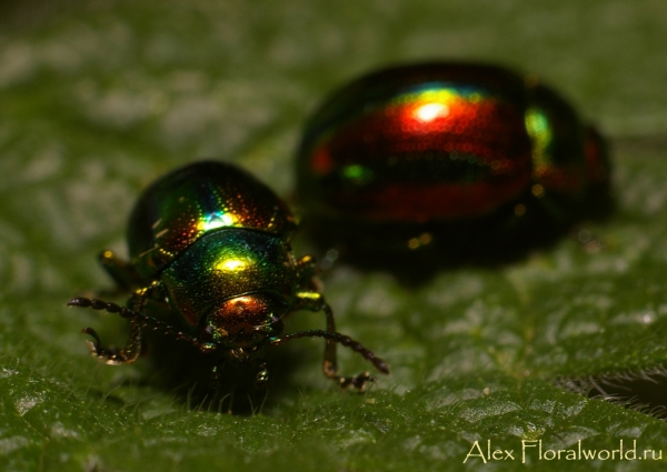 Листоед ясноточный (Chrysolina fastuosa)
Ключевые слова: Листоед ясноточный Chrysolina fastuosa фото