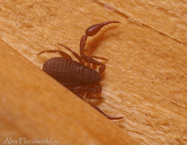 Ложноскорпион (Chelifer cancroides)
Ключевые слова: Ложноскорпион Chelifer cancroides