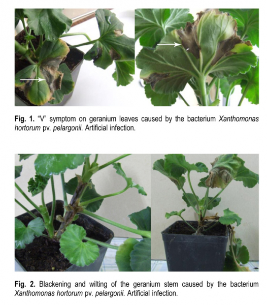 Xanthomonas campestris pv. pelargonii
Ключевые слова: Xanthomonas campestris pv. pelargonii