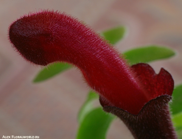 Эсхинантус (Aeschynanthus) ‘Twister’
Ключевые слова: Эсхинантус Aeschynanthus Twister