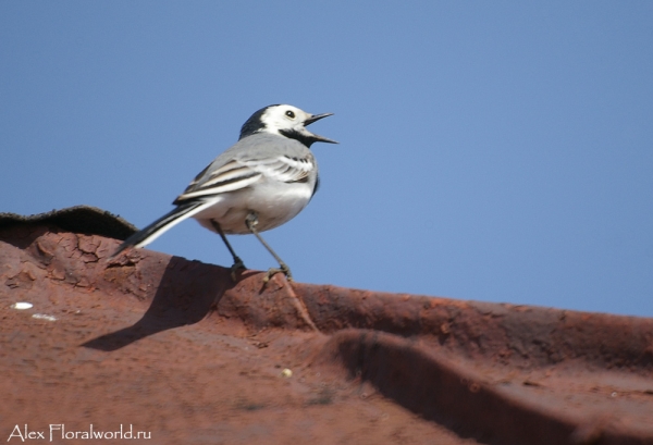Белая трясогузка (Motacilla alba)
Ключевые слова: Белая трясогузка Motacilla alba
