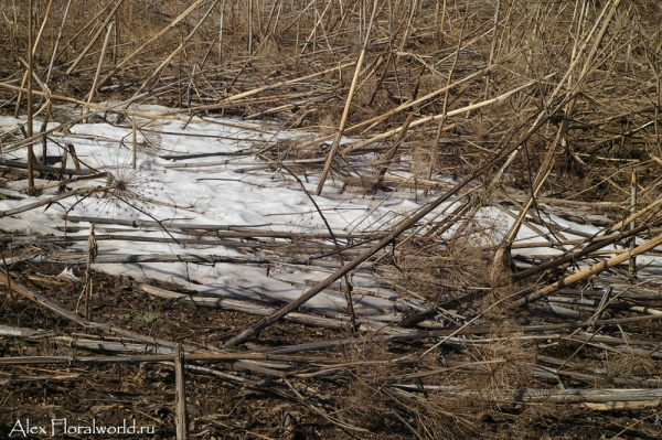 Остатки снега в борщевиках
Ключевые слова: снег остатки весна борщевик 