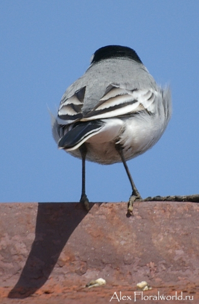 Белая трясогузка (Motacilla alba)
Ключевые слова: Белая трясогузка Motacilla alba