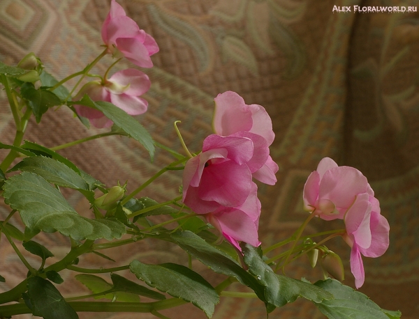 Бальзамин, цветки
Ключевые слова: бальзамин цветок цветет растение