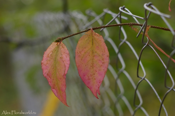 Бересклет европейский - Euonymus europaea
Ключевые слова: Бересклет европейский Euonymus europaea