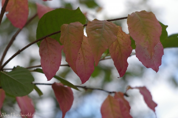 Бересклет европейский - Euonymus europaea
Ключевые слова: Бересклет европейский Euonymus europaea