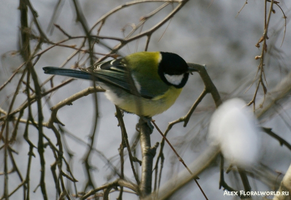 Большая синица, или синица-кузнечик (Parus major)
Ключевые слова: фото Большая синица синица-кузнечик Parus major