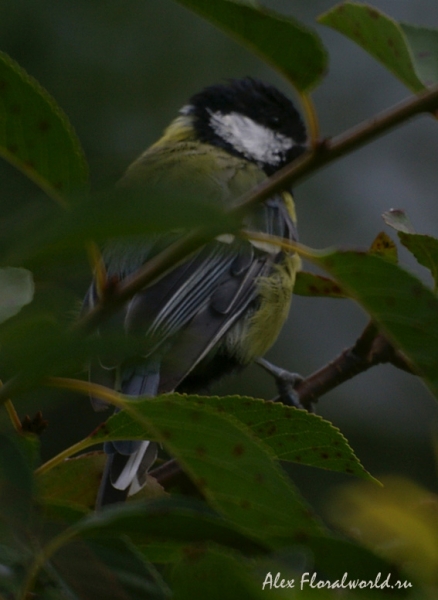 Большая синица, или синица-кузнечик (Parus major)
Ключевые слова: Большая синица синица-кузнечик Parus major