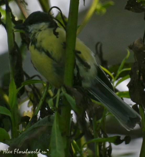 Большая синица, или синица-кузнечик (Parus major)
Ключевые слова: Большая синица синица-кузнечик Parus major