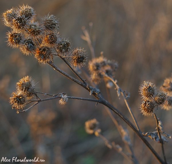 Лопух, репейник (Arctium)
Ключевые слова: Лопух репейник Arctium