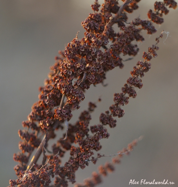 Щавель конский (Rumex confertus Willd), верхняя часть растения 
Ключевые слова: Щавель конский Rumex confertus осень 