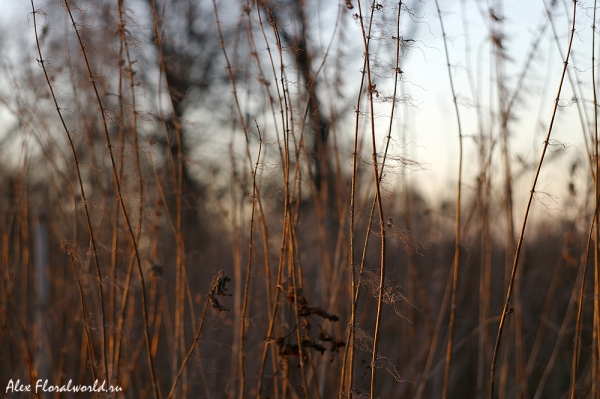 Крапива двудомная (Urtica dioica L.), сухие стебли
Ключевые слова: Крапива двудомная Urtica dioica стебель сухой осень