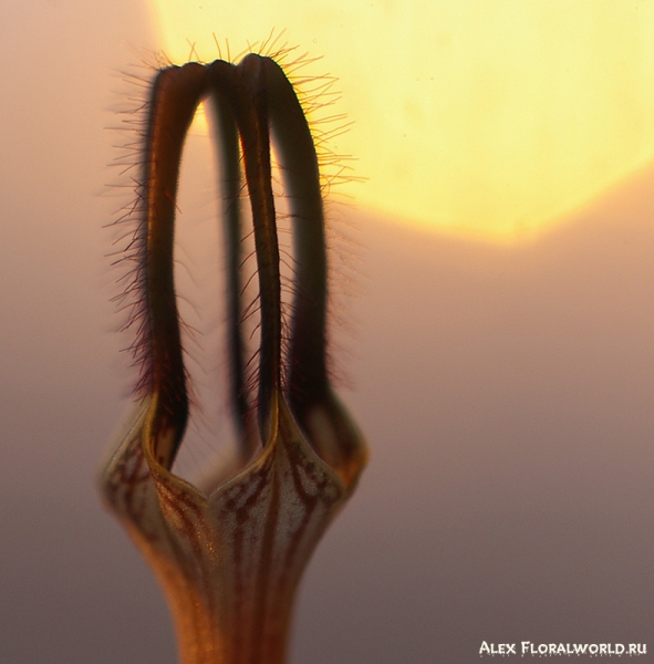 Церопегия (Ceropegia linearis ssp. woodii)
Ключевые слова: фото церопегия Ceropegia linearis ssp woodii