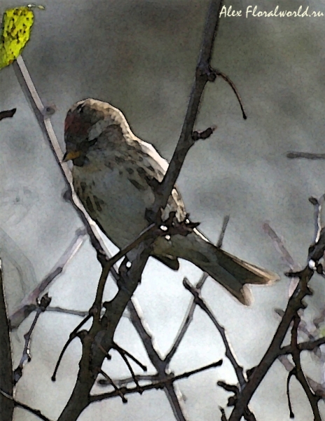 Обыкновенная чечетка (Acanthis flammea)
Ключевые слова: Обыкновенная чечетка Acanthis flammea