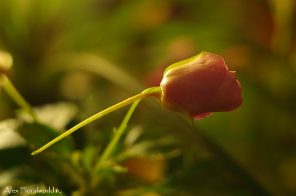 Бальзамин, цветок
Ключевые слова: бальзамин цветок
