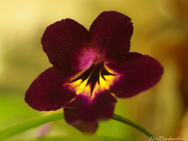 Стрептокарпус — Streptocarpus
Ключевые слова: Стрептокарпус Streptocarpus растение цветок