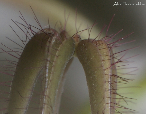 Церопегия Ceropegia linearis subsp. wodii
Ключевые слова: Церопегия Ceropegia linearis subsp wodii