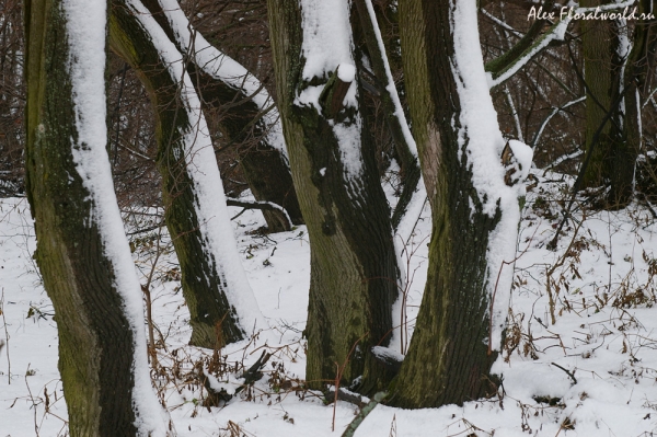 Деревя в ноябре
Ключевые слова: деревья снег стволы
