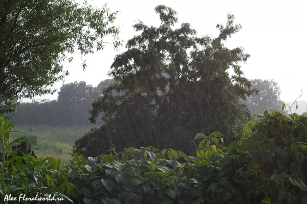 Грибной дождь
Съемка с относительно длительной выдержкой, хорошо прописаны струи дождя, передана его сила.
Ключевые слова: грибной дождь солнце 