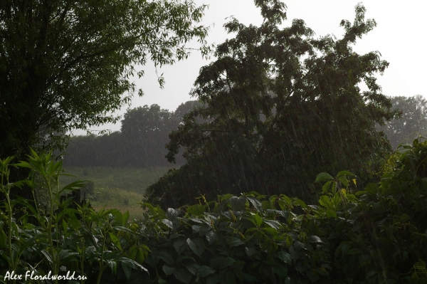 Грибной дождь
Съемка с более длительной выдержкой
Ключевые слова: грибной дождь солнце 